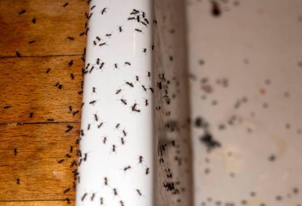Wildlife Control Services in Burlington, CO