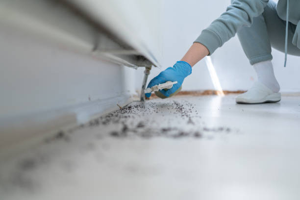Best Termite Control Services  in Burlington, CO